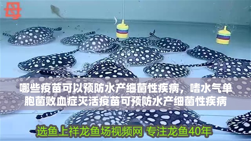 哪些疫苗可以預(yù)防水產(chǎn)細(xì)菌性疾病，嗜水氣單胞菌敗血癥滅活疫苗可預(yù)防水產(chǎn)細(xì)菌性疾病 哪些疫苗可以預(yù)防水產(chǎn)細(xì)菌性疾病，嗜水氣單胞菌敗血癥滅活疫苗可預(yù)防水產(chǎn)細(xì)菌性疾病 龍魚百科