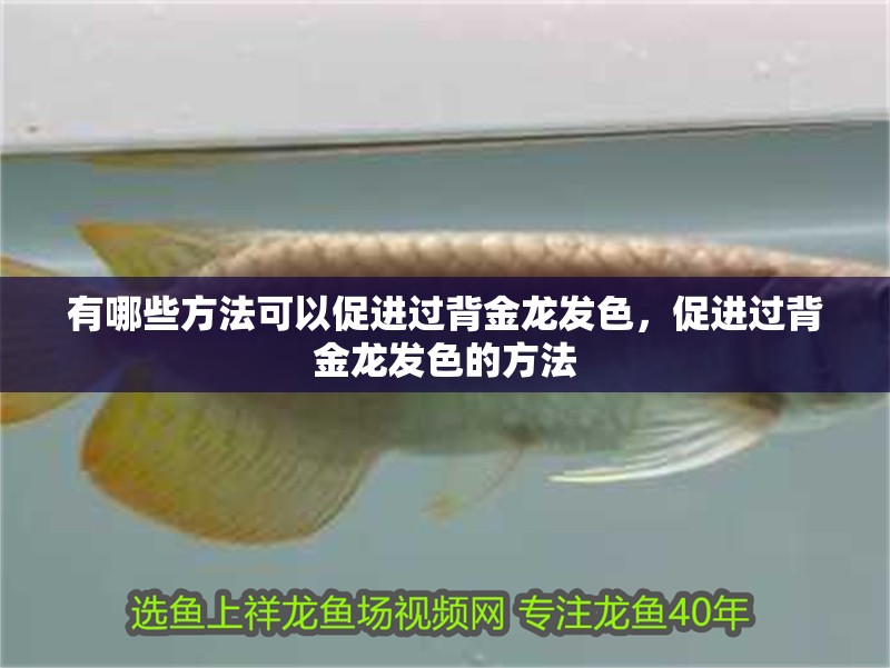 有哪些方法可以促進(jìn)過背金龍發(fā)色，促進(jìn)過背金龍發(fā)色的方法