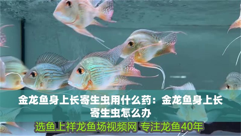 金龍魚身上長寄生蟲用什么藥：金龍魚身上長寄生蟲怎么辦 金龍魚身上長寄生蟲用什么藥：金龍魚身上長寄生蟲怎么辦 龍魚百科 第2張