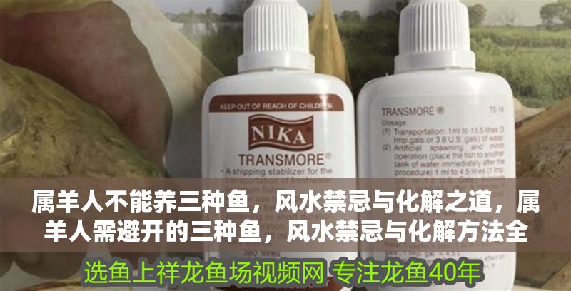 屬羊人不能養三種魚，風水禁忌與化解之道，屬羊人需避開的三種魚，風水禁忌與化解方法全解析 屬羊人不能養三種魚，風水禁忌與化解之道，屬羊人需避開的三種魚，風水禁忌與化解方法全解析 龍魚百科 第1張