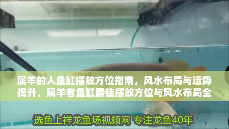 屬羊的人魚缸擺放方位指南，風水布局與運勢提升，屬羊者魚缸最佳擺放方位與風水布局全攻略 屬羊的人魚缸擺放方位指南，風水布局與運勢提升，屬羊者魚缸最佳擺放方位與風水布局全攻略 龍魚百科 第1張