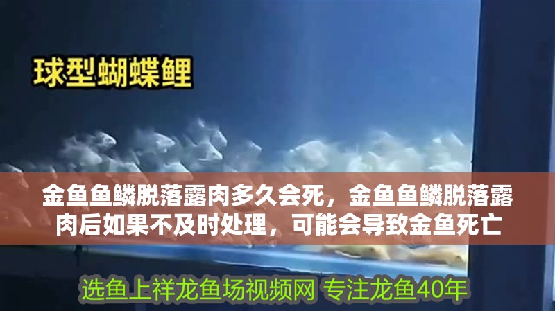 金魚魚鱗脫落露肉多久會死，金魚魚鱗脫落露肉后如果不及時處理，可能會導致金魚死亡