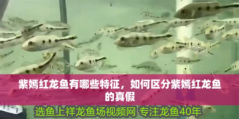 紫嫣紅龍魚有哪些特征，如何區(qū)分紫嫣紅龍魚的真假