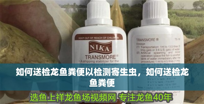 如何送檢龍魚糞便以檢測寄生蟲，如何送檢龍魚糞便