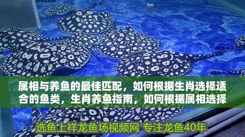 屬相與養(yǎng)魚的最佳匹配，如何根據(jù)生肖選擇適合的魚類，生肖養(yǎng)魚指南，如何根據(jù)屬相選擇最佳風(fēng)水魚