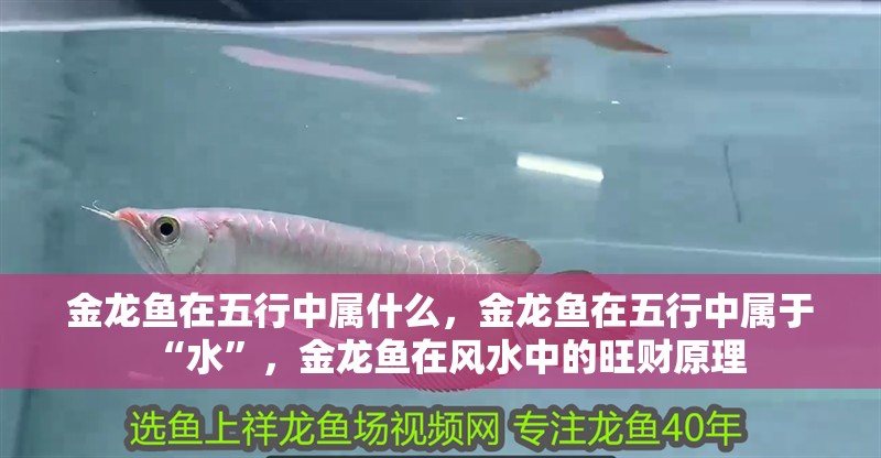 金龍魚在五行中屬什么，金龍魚在五行中屬于“水”，金龍魚在風水中的旺財原理