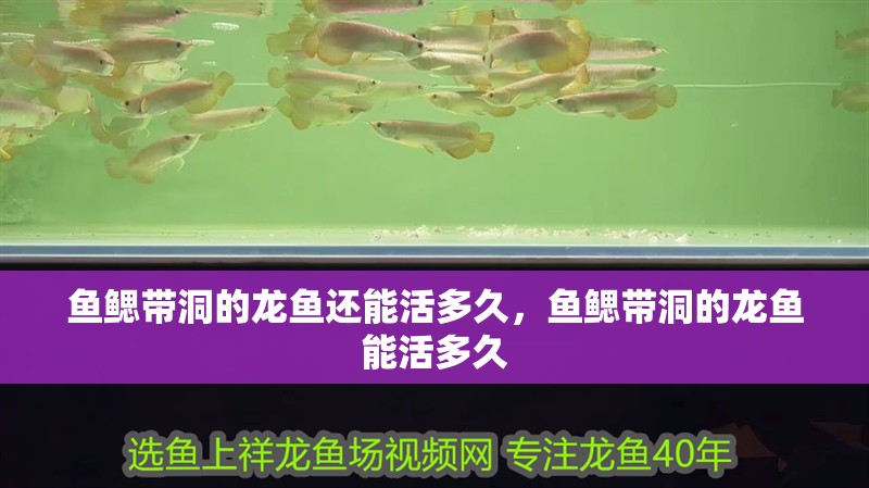 魚鰓帶洞的龍魚還能活多久，魚鰓帶洞的龍魚能活多久
