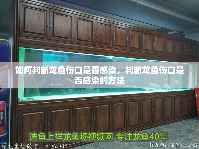 如何判斷龍魚傷口是否感染，判斷龍魚傷口是否感染的方法