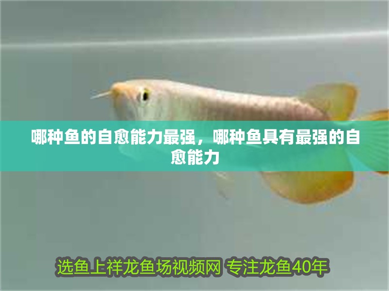 哪種魚的自愈能力最強，哪種魚具有最強的自愈能力