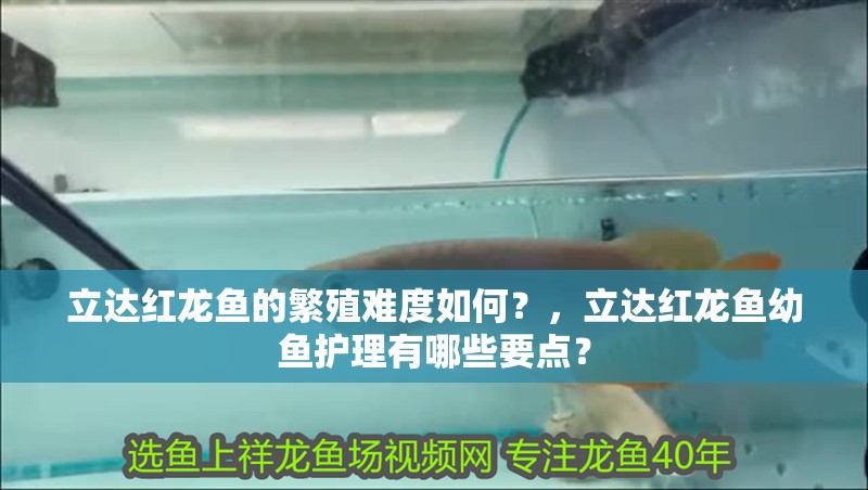 立達(dá)紅龍魚(yú)的繁殖難度如何？，立達(dá)紅龍魚(yú)幼魚(yú)護(hù)理有哪些要點(diǎn)？