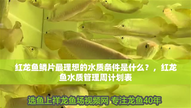 紅龍魚鱗片最理想的水質條件是什么？，紅龍魚水質管理周計劃表