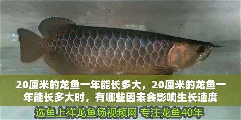 20厘米的龍魚一年能長多大，20厘米的龍魚一年能長多大時，有哪些因素會影響生長速度