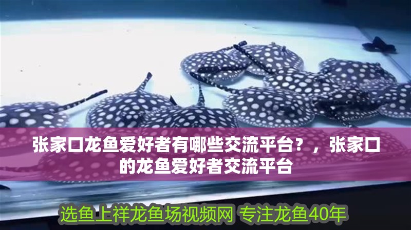 張家口龍魚愛好者有哪些交流平臺？，張家口的龍魚愛好者交流平臺