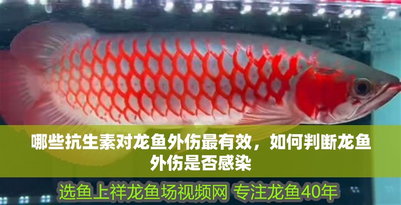 哪些抗生素對龍魚外傷最有效，如何判斷龍魚外傷是否感染