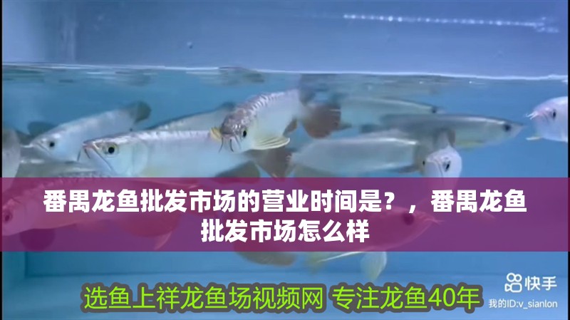 番禺龍魚批發市場的營業時間是？，番禺龍魚批發市場怎么樣