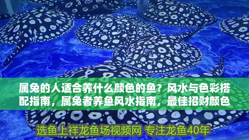 屬兔的人適合養什么顏色的魚？風水與色彩搭配指南，屬兔者養魚風水指南，最佳招財顏色與搭配技巧