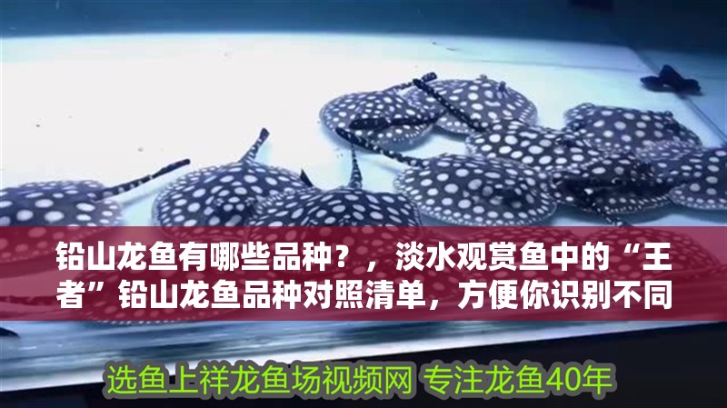 鉛山龍魚有哪些品種？，淡水觀賞魚中的“王者”鉛山龍魚品種對照清單，方便你識別不同