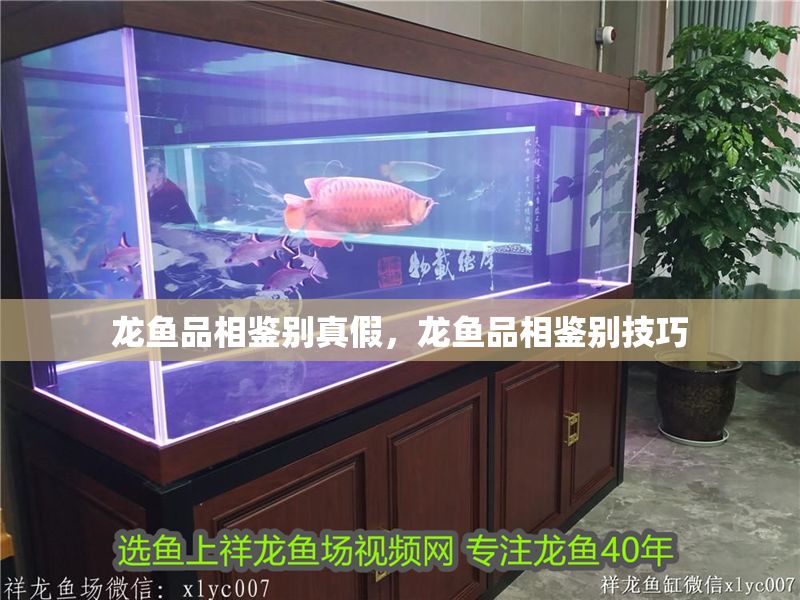 龍魚品相鑒別真假，龍魚品相鑒別技巧