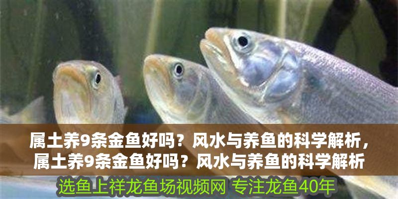 屬土養9條金魚好嗎？風水與養魚的科學解析，屬土養9條金魚好嗎？風水與養魚的科學解析
