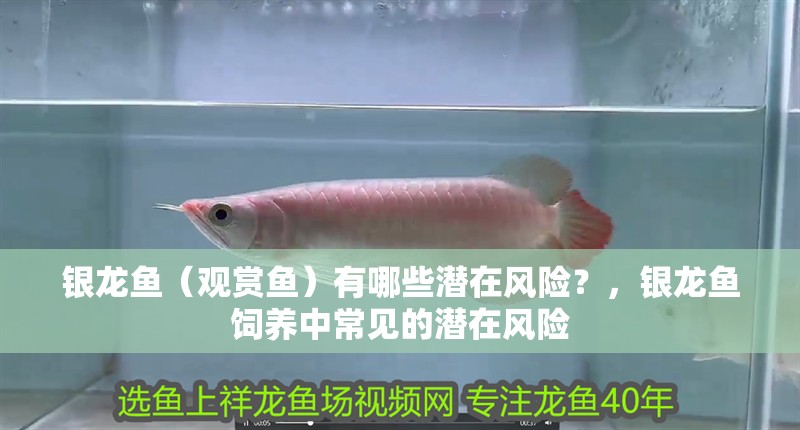 銀龍魚（觀賞魚）有哪些潛在風(fēng)險(xiǎn)？，銀龍魚飼養(yǎng)中常見的潛在風(fēng)險(xiǎn)