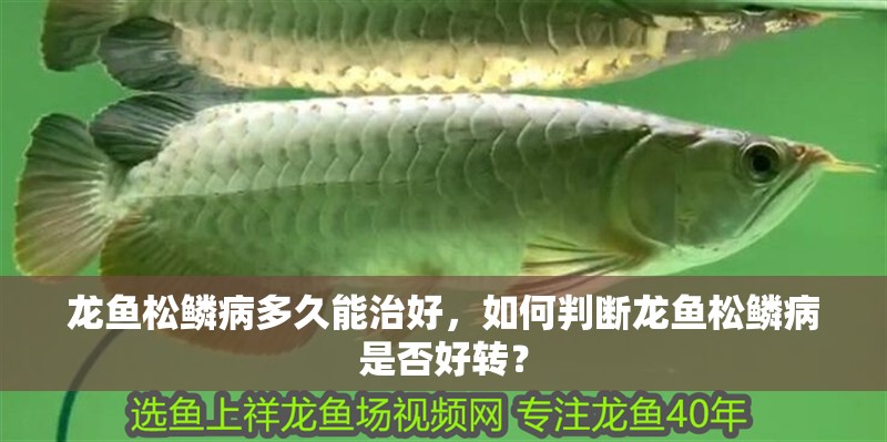 龍魚松鱗病多久能治好，如何判斷龍魚松鱗病是否好轉？