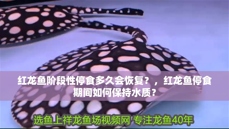 紅龍魚階段性停食多久會恢復？，紅龍魚停食期間如何保持水質？