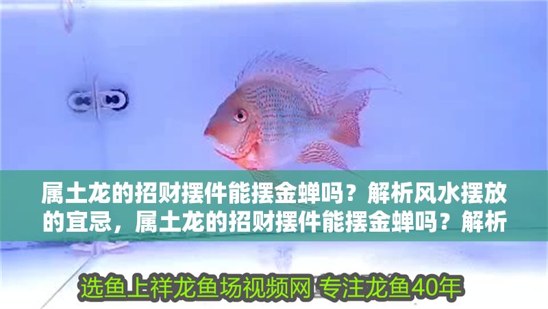 屬土龍的招財(cái)擺件能擺金蟬嗎？解析風(fēng)水?dāng)[放的宜忌，屬土龍的招財(cái)擺件能擺金蟬嗎？解析風(fēng)水?dāng)[放的宜忌