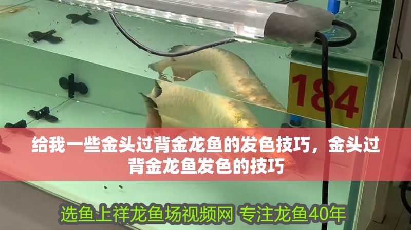 給我一些金頭過背金龍魚的發色技巧，金頭過背金龍魚發色的技巧