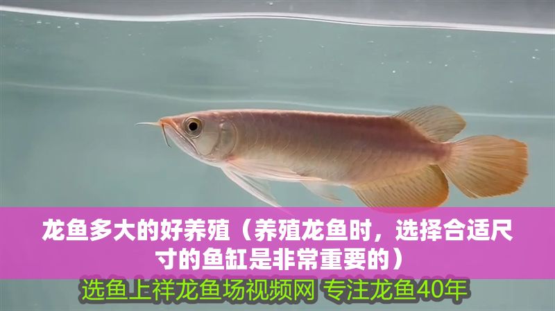 龍魚多大的好養殖（養殖龍魚時，選擇合適尺寸的魚缸是非常重要的）