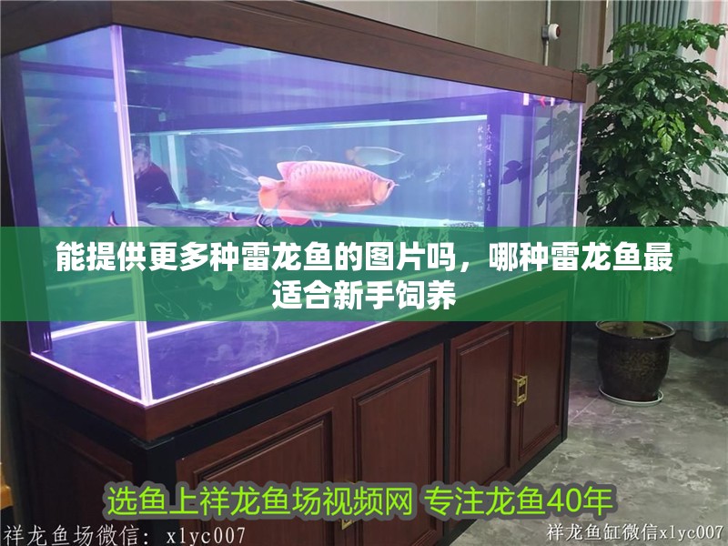 能提供更多種雷龍魚(yú)的圖片嗎，哪種雷龍魚(yú)最適合新手飼養(yǎng)