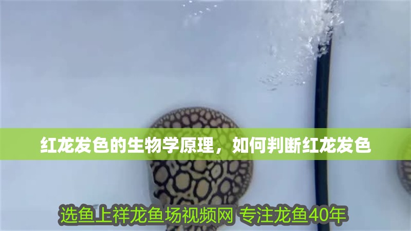 紅龍發色的生物學原理，如何判斷紅龍發色