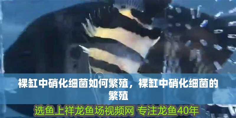 裸缸中硝化細(xì)菌如何繁殖，裸缸中硝化細(xì)菌的繁殖