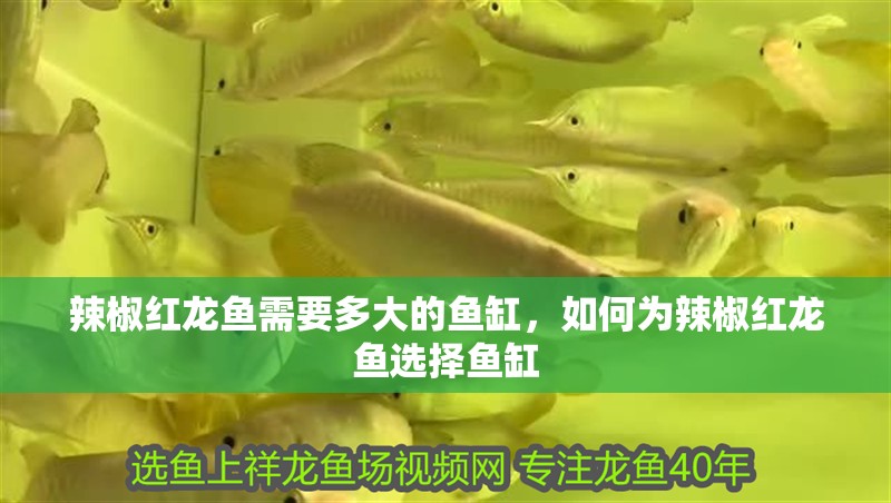 辣椒紅龍魚需要多大的魚缸，如何為辣椒紅龍魚選擇魚缸