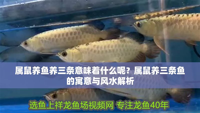 屬鼠養魚養三條意味著什么呢？屬鼠養三條魚的寓意與風水解析