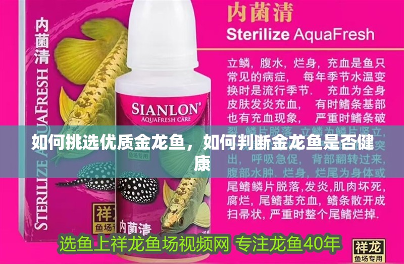 如何挑選優質金龍魚，如何判斷金龍魚是否健康 如何挑選優質金龍魚，如何判斷金龍魚是否健康 龍魚百科