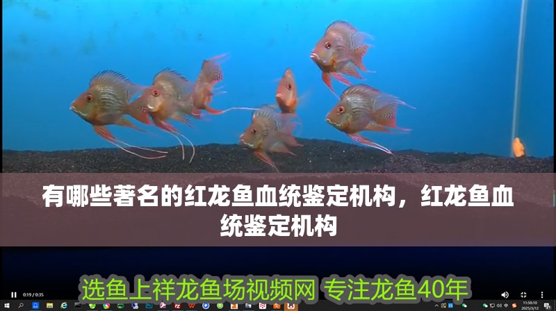 有哪些著名的紅龍魚血統鑒定機構，紅龍魚血統鑒定機構