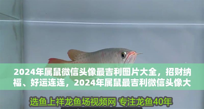 2024年屬鼠微信頭像最吉利圖片大全，招財納福、好運連連，2024年屬鼠最吉利微信頭像大全，招財納福好運來 2024年屬鼠微信頭像最吉利圖片大全，招財納福、好運連連，2024年屬鼠最吉利微信頭像大全，招財納福好運來 龍魚百科 第1張