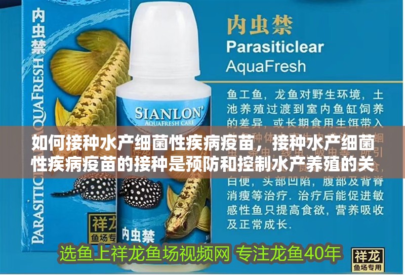 如何接種水產(chǎn)細(xì)菌性疾病疫苗，接種水產(chǎn)細(xì)菌性疾病疫苗的接種是預(yù)防和控制水產(chǎn)養(yǎng)殖的關(guān)鍵措施 如何接種水產(chǎn)細(xì)菌性疾病疫苗，接種水產(chǎn)細(xì)菌性疾病疫苗的接種是預(yù)防和控制水產(chǎn)養(yǎng)殖的關(guān)鍵措施 龍魚百科