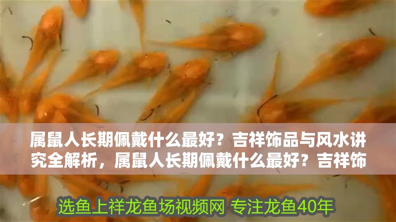 屬鼠人長期佩戴什么最好？吉祥飾品與風水講究全解析，屬鼠人長期佩戴什么最好？吉祥飾品與風水講究全解析