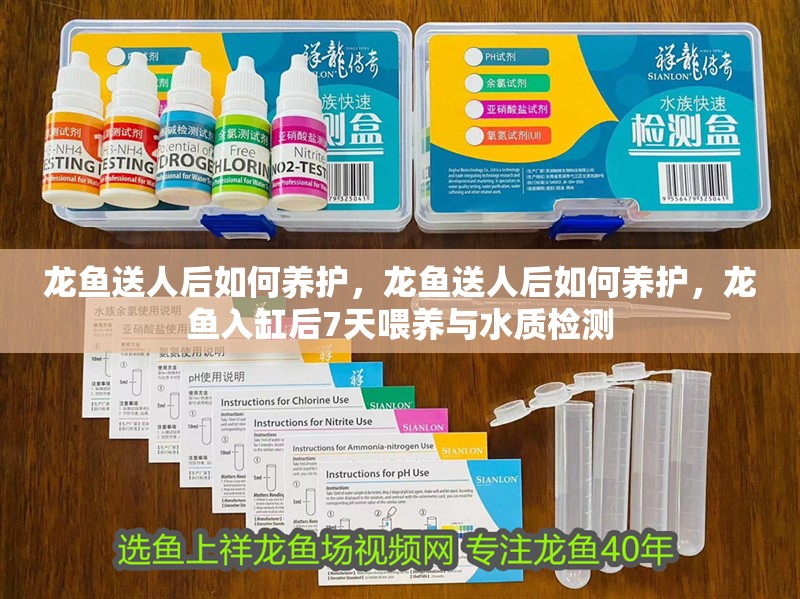 龍魚送人后如何養(yǎng)護(hù)，龍魚送人后如何養(yǎng)護(hù)，龍魚入缸后7天喂養(yǎng)與水質(zhì)檢測