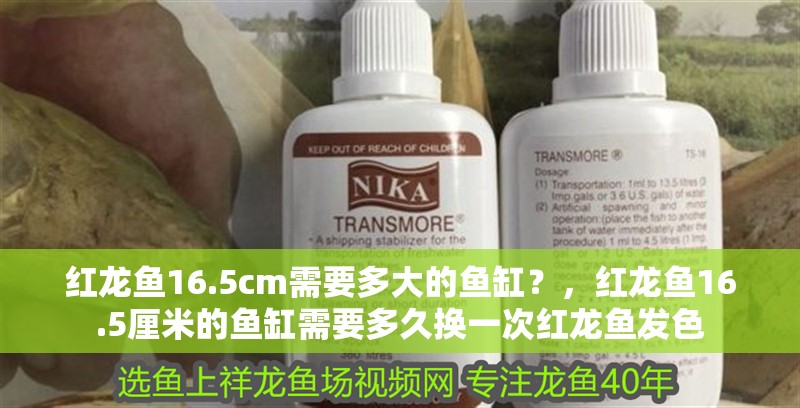 紅龍魚16.5cm需要多大的魚缸？，紅龍魚16.5厘米的魚缸需要多久換一次紅龍魚發色