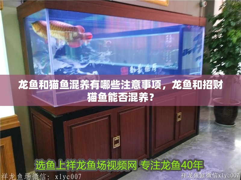 龍魚和貓魚混養有哪些注意事項，龍魚和招財貓魚能否混養？