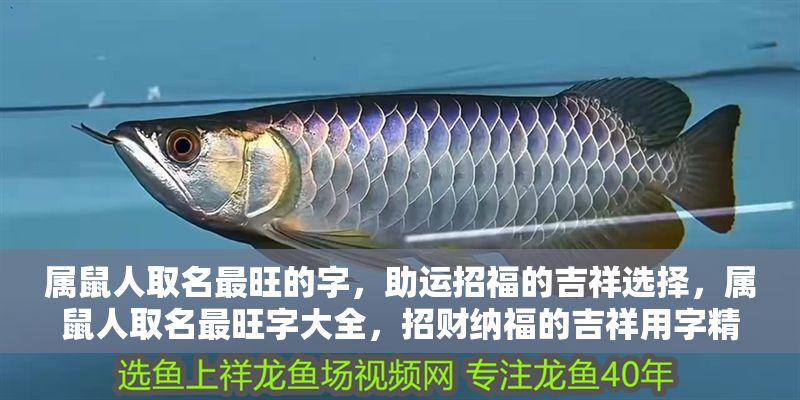 屬鼠人取名最旺的字,助運招福的吉祥選擇,屬鼠人取名最旺字大全,招財納福的吉祥用字精選 龍魚百科 第1張 屬鼠人取名最旺的字,助運招福的吉祥選擇,屬鼠人取名最旺字大全,招財納福的吉祥用字精選 屬鼠人取名最旺的字,助運招福的吉祥選擇,屬鼠人取名最旺字大全,招財納福的吉祥用字精選 龍魚百科 第1張