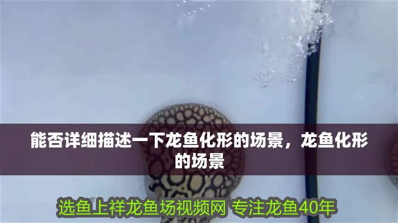 能否詳細描述一下龍魚化形的場景，龍魚化形的場景