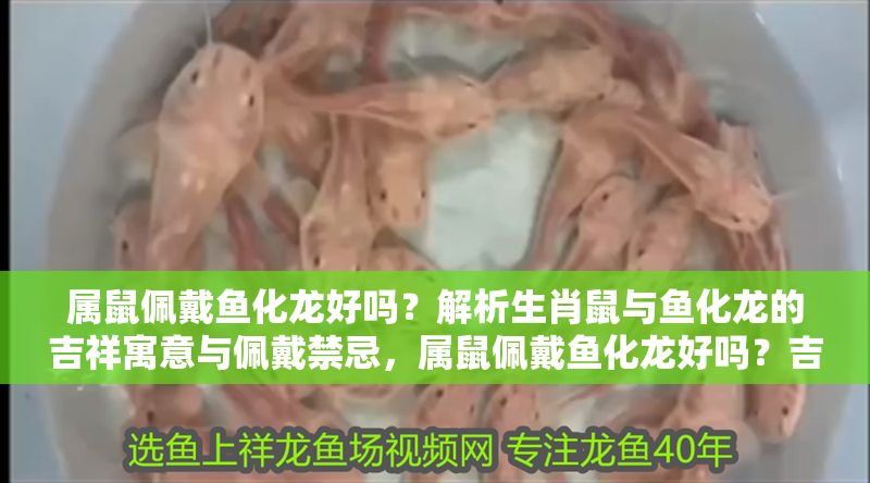 屬鼠佩戴魚化龍好嗎？解析生肖鼠與魚化龍的吉祥寓意與佩戴禁忌，屬鼠佩戴魚化龍好嗎？吉祥寓意與禁忌全解析 屬鼠佩戴魚化龍好嗎？解析生肖鼠與魚化龍的吉祥寓意與佩戴禁忌，屬鼠佩戴魚化龍好嗎？吉祥寓意與禁忌全解析 龍魚百科 第1張