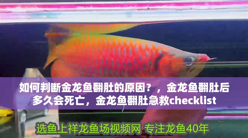 如何判斷金龍魚翻肚的原因？，金龍魚翻肚后多久會死亡，金龍魚翻肚急救checklist