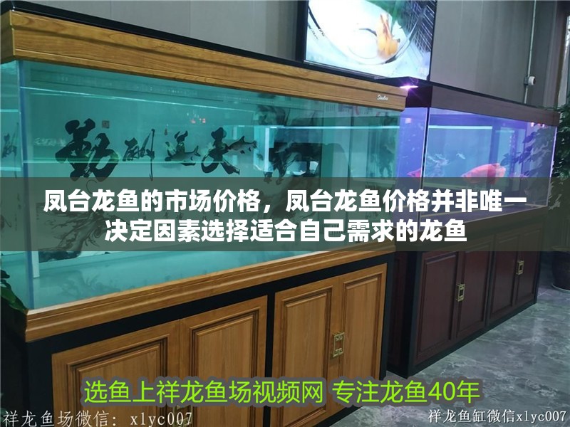 鳳臺龍魚的市場價格，鳳臺龍魚價格并非唯一決定因素選擇適合自己需求的龍魚
