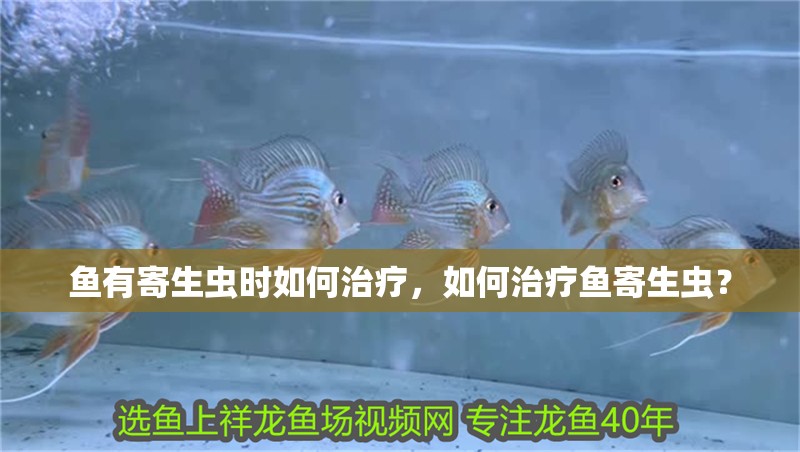 魚有寄生蟲時如何治療，如何治療魚寄生蟲？