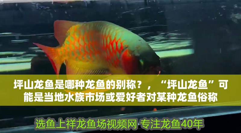 坪山龍魚是哪種龍魚的別稱？，“坪山龍魚”可能是當(dāng)?shù)厮迨袌龌驉酆谜邔δ撤N龍魚俗稱 坪山龍魚是哪種龍魚的別稱？，“坪山龍魚”可能是當(dāng)?shù)厮迨袌龌驉酆谜邔δ撤N龍魚俗稱 龍魚百科