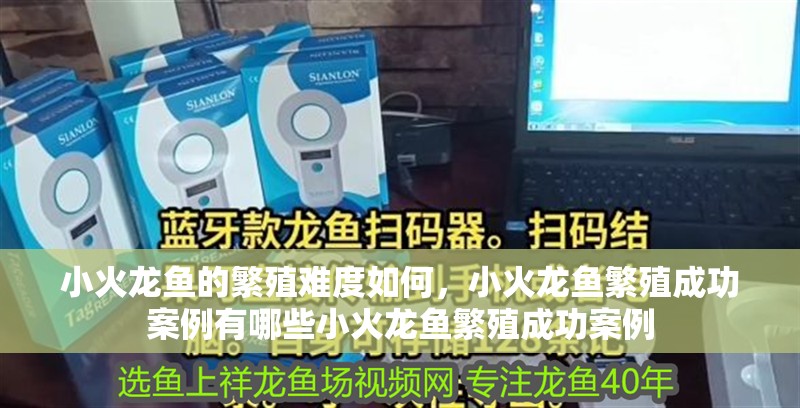 小火龍魚的繁殖難度如何，小火龍魚繁殖成功案例有哪些小火龍魚繁殖成功案例